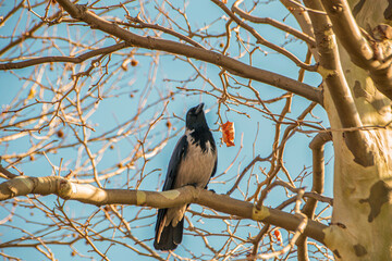 white chest crow on the bare branch of tree in the winter