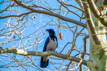 white chest crow on the bare branch of tree in the winter