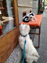 Purebred west highland white terrier at the walk in the city. Westie dog looking at the cat sitting in cafe and hissing at him. 