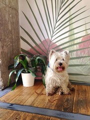 Purebred west highland white terrier sitting by the plant in front of the mural. Westie showing it’s tongue. Cute shaggy dog looking straight on.