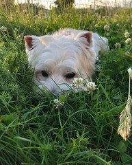 Purebred west highland white terrier laying in the grass on the sunset. Cute adult westie dog.