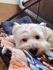 Purebred west highland white terrier laying on the outdoor sofa. Westie dog resting and napping.