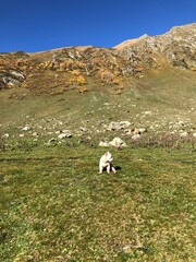 Hiking with purebred west highland white terrier in the mountains. Traveling with dog. Westie sitting and looking at the side.