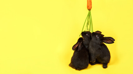 Fototapeta premium Three black rabbits stand and eat fresh carrot isolated on yellow background close-up. Farm vegetable. Concept of eco market. Mockup design with copy space. Vitamin food. Organic farming. Studio shot