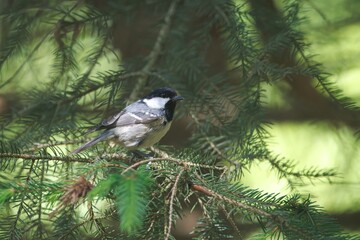 Coal tit, Periparus ater, in a forest tree