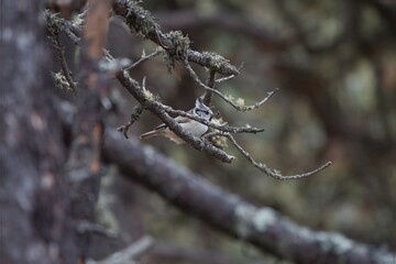 Crested tit,  Lophophanes cristatus, in a forest tree