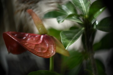 close up of a flower, blurred image, blurred background, ornamental plant, background, Anthurium, Araceae, landscaping, Liliopsida, Magnoliophyta
