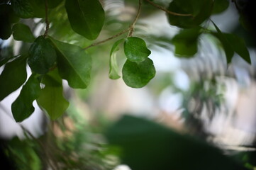 Malpighia emarginata, blurred image, blurred background, tree bark, abstract background, background, acerola, azerola, Brazilian cherry, 
branch of green leaves, green leaves