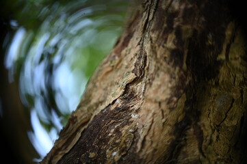tree in the forest, tree trunk, Malpighia emarginata, blurred image, blurred background, tree bark,...