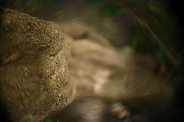 tree in the forest, tree trunk, Malpighia emarginata, blurred image, blurred background, tree bark,...