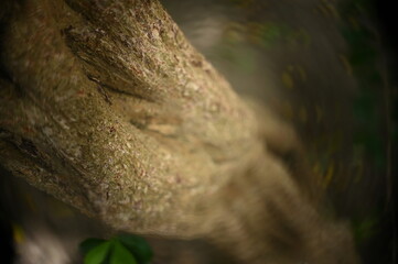 tree in the forest, tree trunk, Malpighia emarginata, blurred image, blurred background, tree bark, abstract background, background, acerola, azerola, pará cherry tree, close up tree