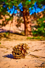 Pine Cone on Sandy Forest Floor During Golden Hour Low Perspective