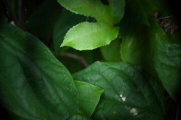 close up of a plant, tendril, passion fruit tree, blurred background, panel, work of art, photographic panel, decorative screen, nature background, passion fruit leaves, plant background