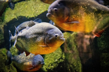 School of predatory red piranhas in a freshwater aquarium