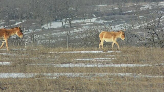 Several Onagers (Equus hemionus) pass through the frame against the backdrop of a snowy winter Steppe landscape.