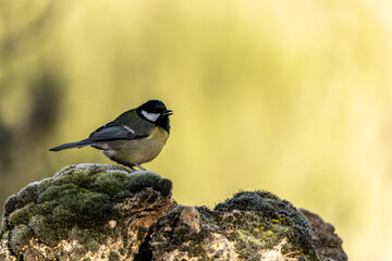 Great Tit perched on moss-covered rock with golden light background