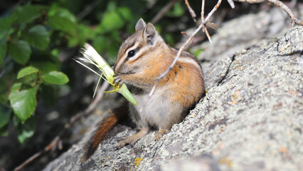 Chipmunk sitting on a rock and eating