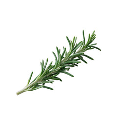 Fototapeta premium Fresh rosemary sprig on gray background detailed needles