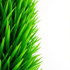 Close-up, intensely green grass, showing texture , botany, close-up, botanical