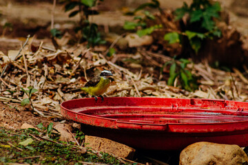 The Great Kiskadee sits atop a red cover brimming with water, its striking black-and-white head...