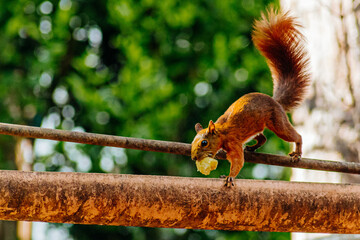 Close-up photo of a brown squirrel coming down a metal frame, nibbling on a small piece of banana. Its tiny paws grip the rusty metal while it focuses intently on the fruit