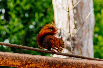 Close-up photo of a brown squirrel with a small piece of banana, its tiny paws clutching the fruit delicately. The rich tones of its fur contrast with the soft yellow of the banana, creating a 
