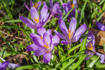 Beautiful purple spring crocuses in the garden in sunny day. Floral spring background with wild...