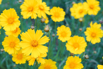 Coreopsis lanceolata, Lanceleaf Tickseed or Maiden eye on meadow, field blooming in summer. Nature, plant, floral background. Yellow flower lance leaved Coreopsis in bloom, close up, macro, top view