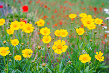 Obraz premium Coreopsis lanceolata, Lanceleaf Tickseed or Maiden eye on meadow, field blooming in summer. Nature, plant, floral background. Garden, lawn of yellow flowers lance leaved Coreopsis in bloom