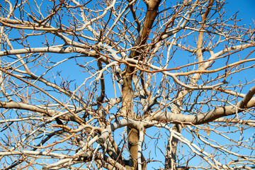 bare branches of a tree against sky