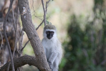 small monkey sitting in a tree 