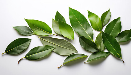 Obraz premium A collection of fresh bay leaves with a glossy finish and rich green hues, scattered on a clean surface, perfect for culinary, herbal, or nature-inspired themes. 