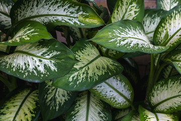 Lush green dieffenbachia leaves with variegated patterns in natural light