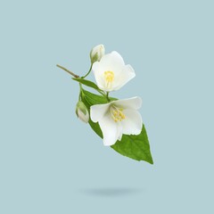 Fototapeta premium Jasmine flowers and green leaves in air on light greyish blue background. Blooming plant