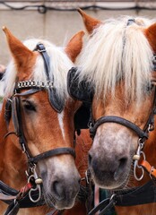 Obraz premium brown horse portrait