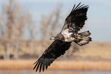 Juvenile Bald Eagle