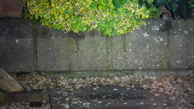 a wood mouse (long tailed field, Apodemus sylvaticus) feeding in a garden patio area
