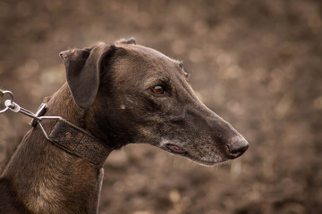 head of a greyhound dog, greyhound, portrait, profile, close-up, on a brown background.