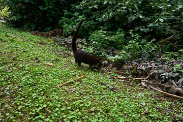 La Fortuna, Costa Rica - November 20, 2024 - the Rufous garden in the Mistico Arenal Hanging Bridges Park in Provincia de Alajuela 