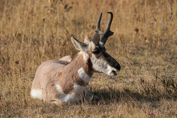 Pronghorn - South Dakota