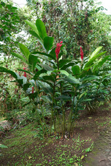 La Fortuna, Costa Rica - November 20, 2024 - the Rufous garden in the Mistico Arenal Hanging Bridges Park in Provincia de Alajuela 