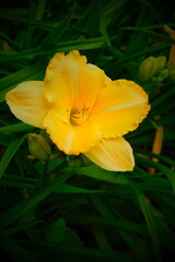 Fototapeta premium yellow flower