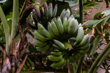 Lush green bananas growing on tree in tropical garden