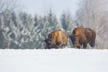 Żubr europejski zimą (European bison in the winter)   Bison bonasus  © Michal Przystas