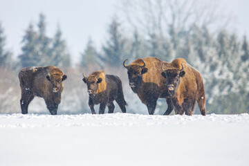 Żubr europejski zimą (European bison in the winter)   Bison bonasus  © Michal Przystas