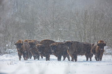 Żubr europejski zimą (European bison in the winter)   Bison bonasus  © Michal Przystas
