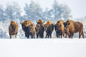 Żubr europejski zimą (European bison in the winter)   Bison bonasus  © Michal Przystas