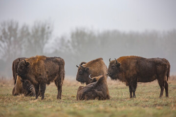Żubr europejski / European bison / Bison bonasus  © Michal Przystas