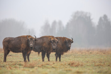 Żubr europejski / European bison / Bison bonasus  © Michal Przystas