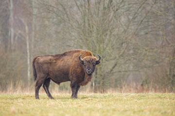 Żubr europejski / European bison / Bison bonasus  © Michal Przystas